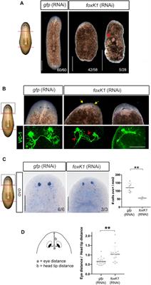 FoxK1 is Required for Ectodermal Cell Differentiation During Planarian Regeneration